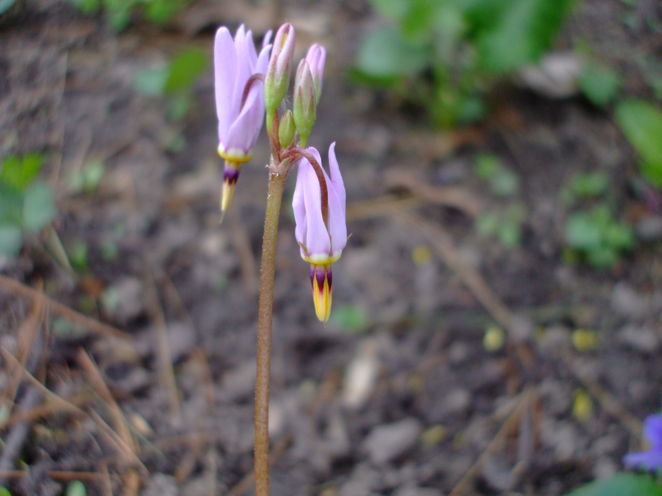 Dodecatheon amethystinum